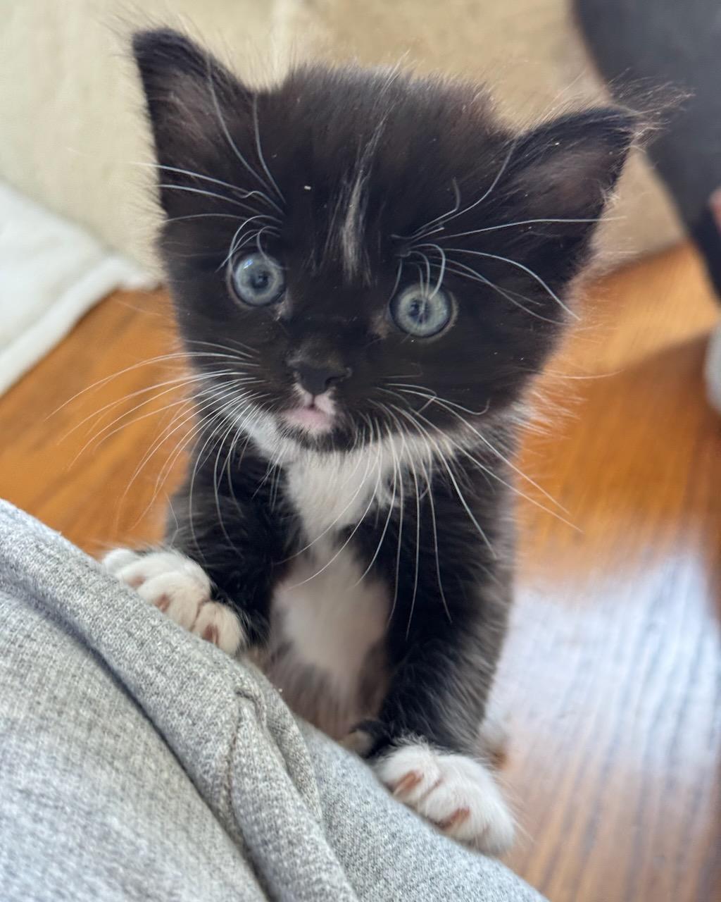 Enlarge Banjo (Bonded with Ukulele), a Adoptable Domestic Medium Hair in San Francisco, CA image 3/6