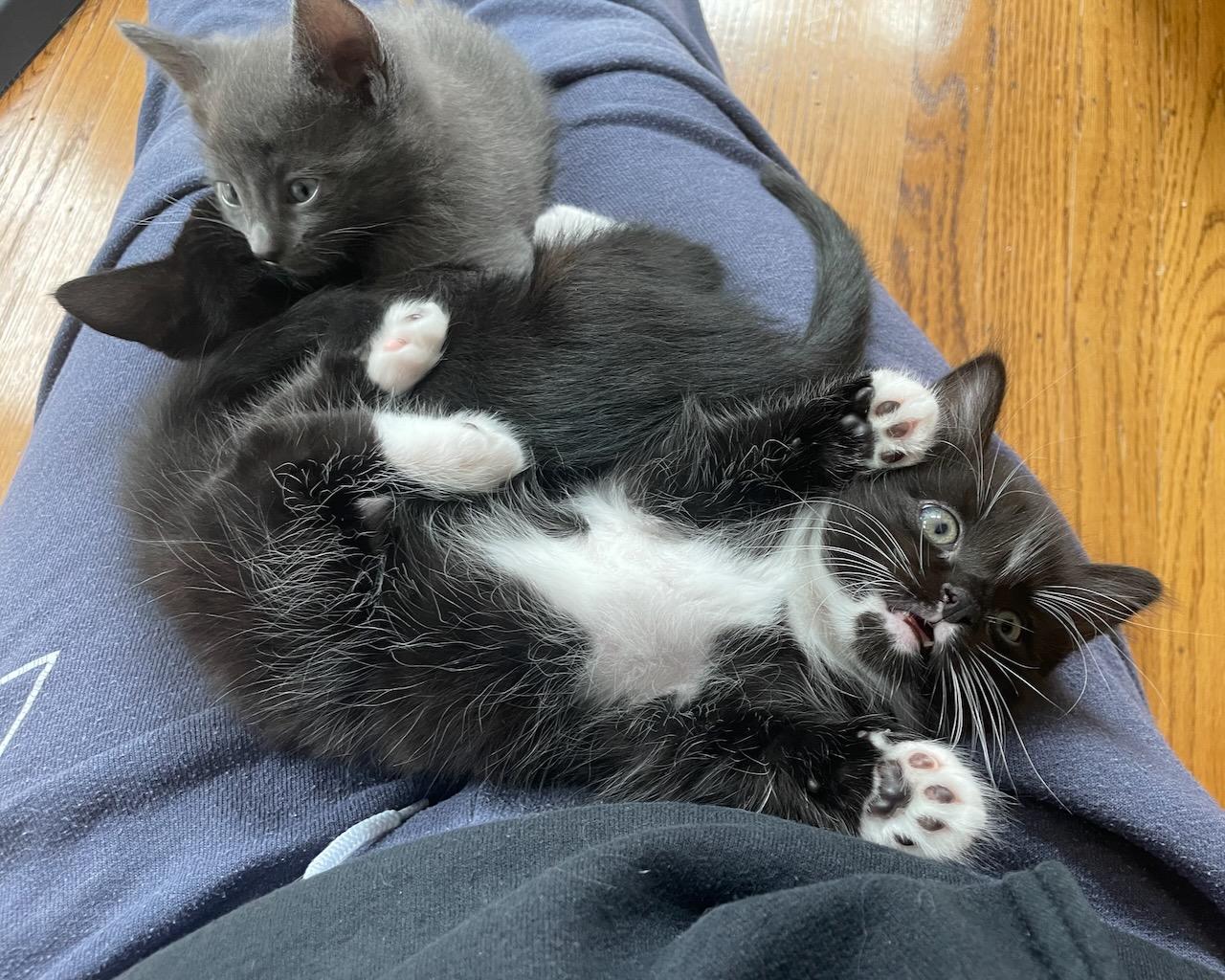 Enlarge Banjo (Bonded with Ukulele), a Adoptable Domestic Medium Hair in San Francisco, CA image 4/6