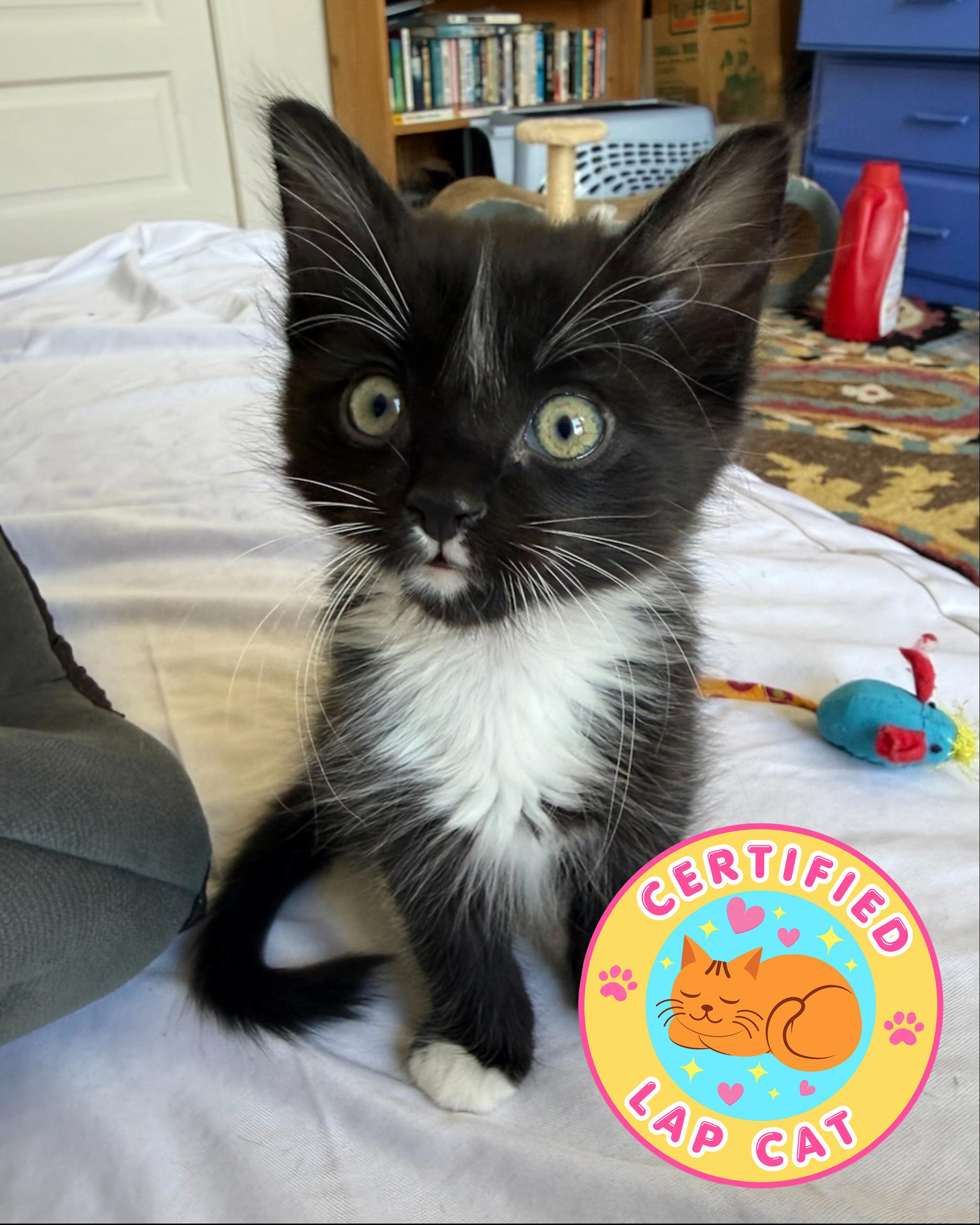 Banjo (bonded with Freya), a Adoptable Domestic Medium Hair in San Francisco, CA image 5/6