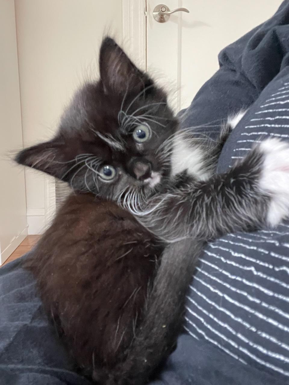 Enlarge Banjo (Bonded with Ukulele), a Adoptable Domestic Medium Hair in San Francisco, CA image 6/6