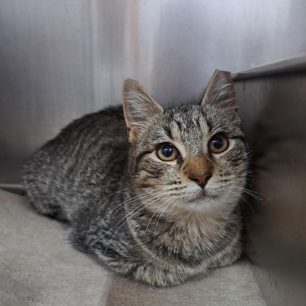 Enlarge Baby, a Adoptable Domestic Short Hair in Pensacola, FL image 1/1