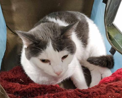 Enlarge Nala, a ADOPTABLE Domestic Short Hair in Mount Royal, NJ image 2/2