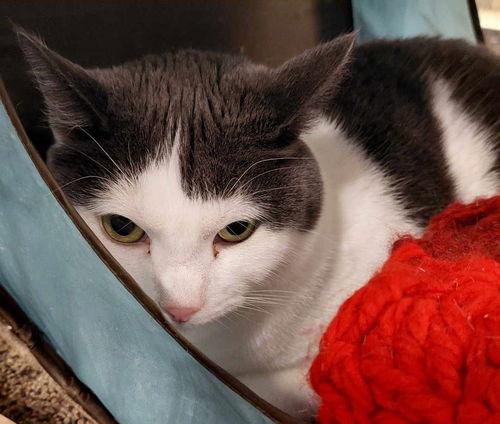 Nala, ADOPTABLE, Adult Female Domestic Short Hair.