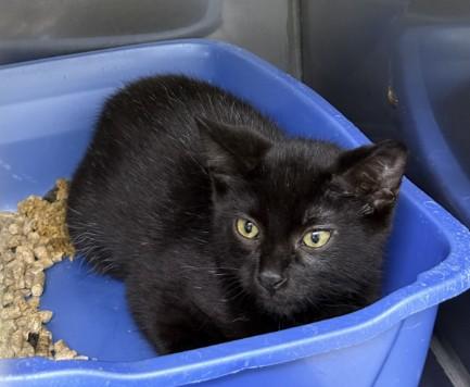 NIMBUS, Adoptable, Kitten Male Domestic Short Hair.