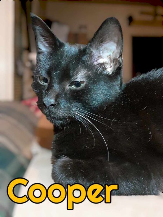 Cat for adoption Cooper, a Domestic Short Hair & American Shorthair