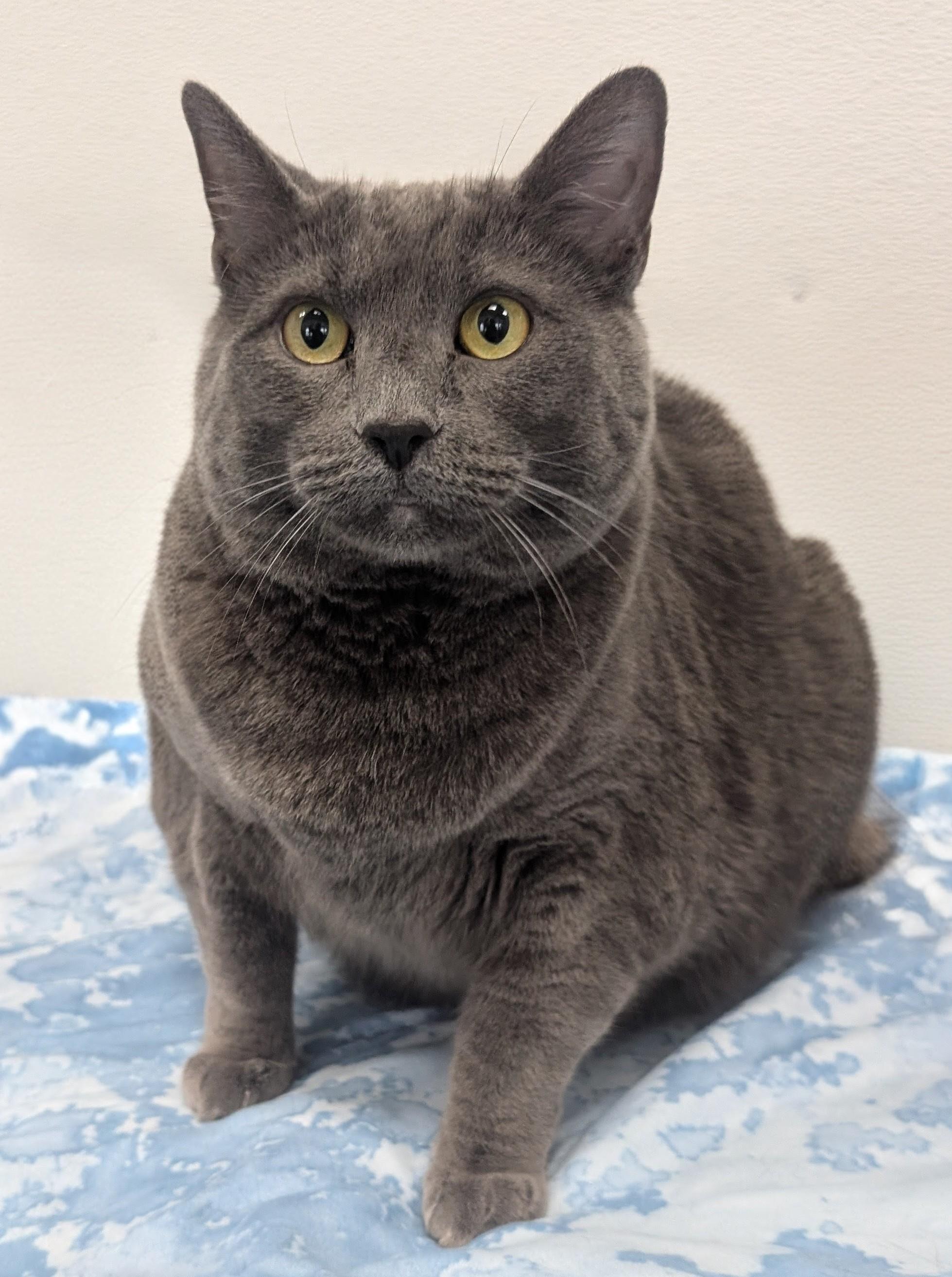 Maddie, an adoptable Domestic Short Hair in New Ulm, MN image 5/6