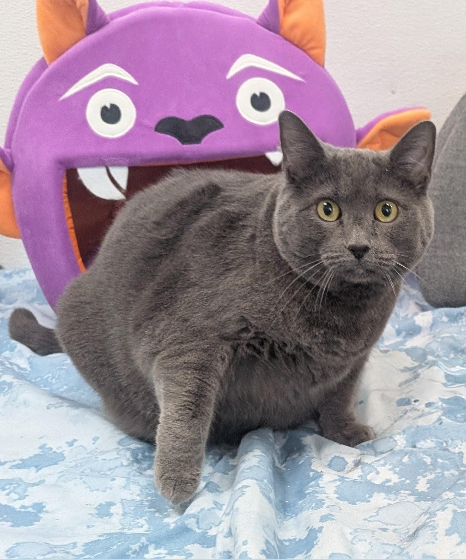 Maddie, an adoptable Domestic Short Hair in New Ulm, MN image 3/6