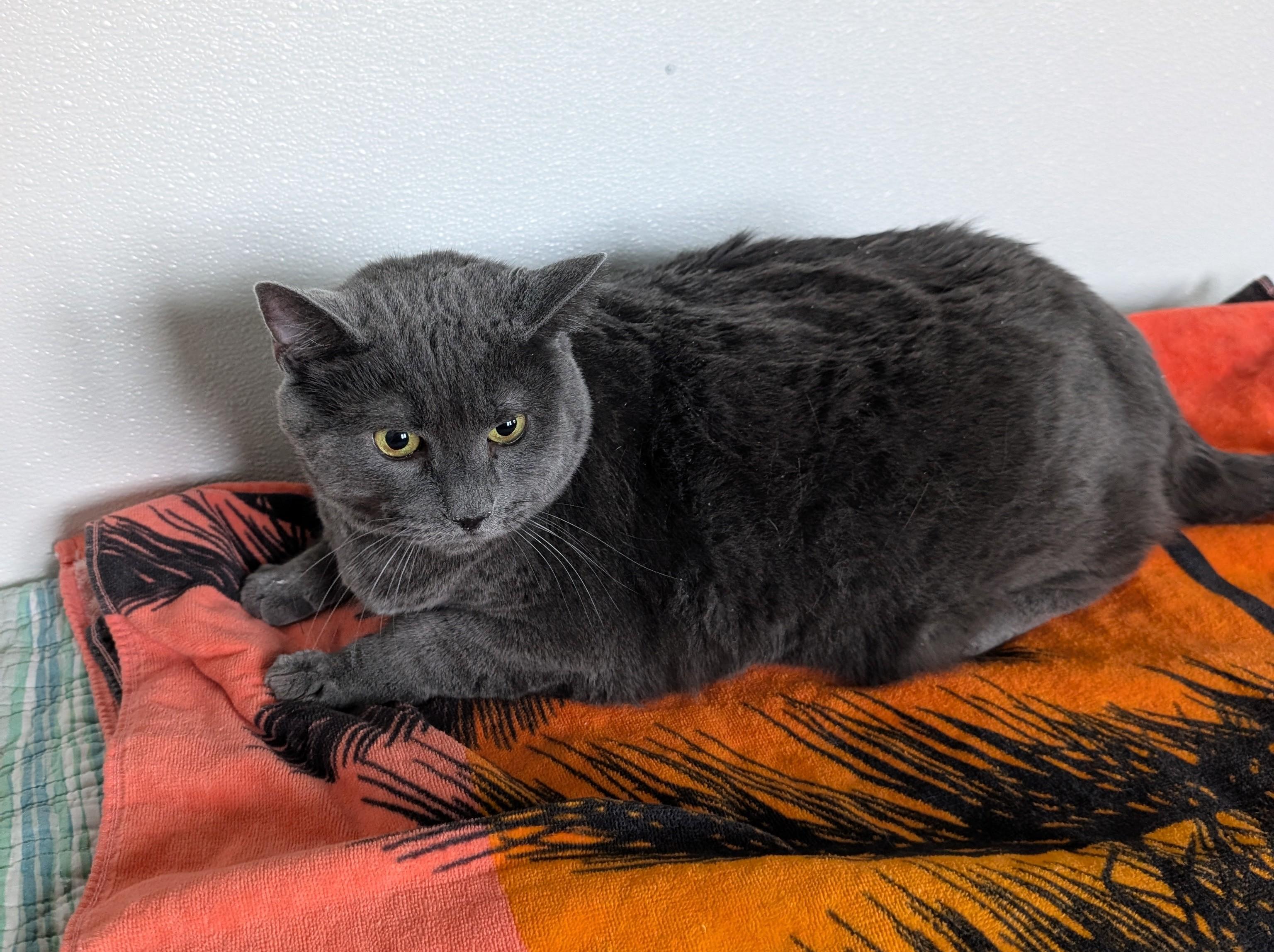 Maddie, adoptable, Senior Female Domestic Short Hair.