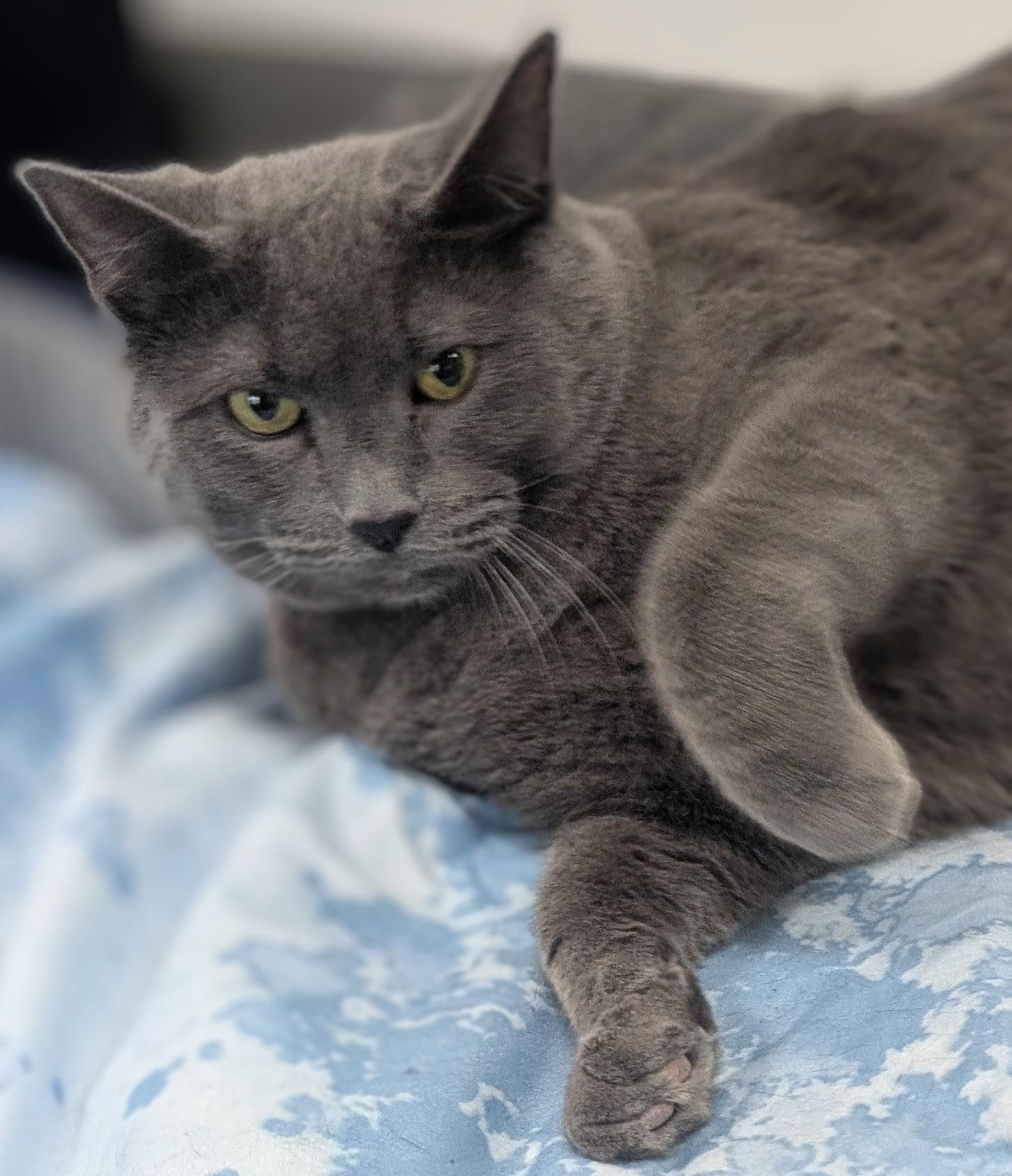 Maddie, an adoptable Domestic Short Hair in New Ulm, MN image 6/6