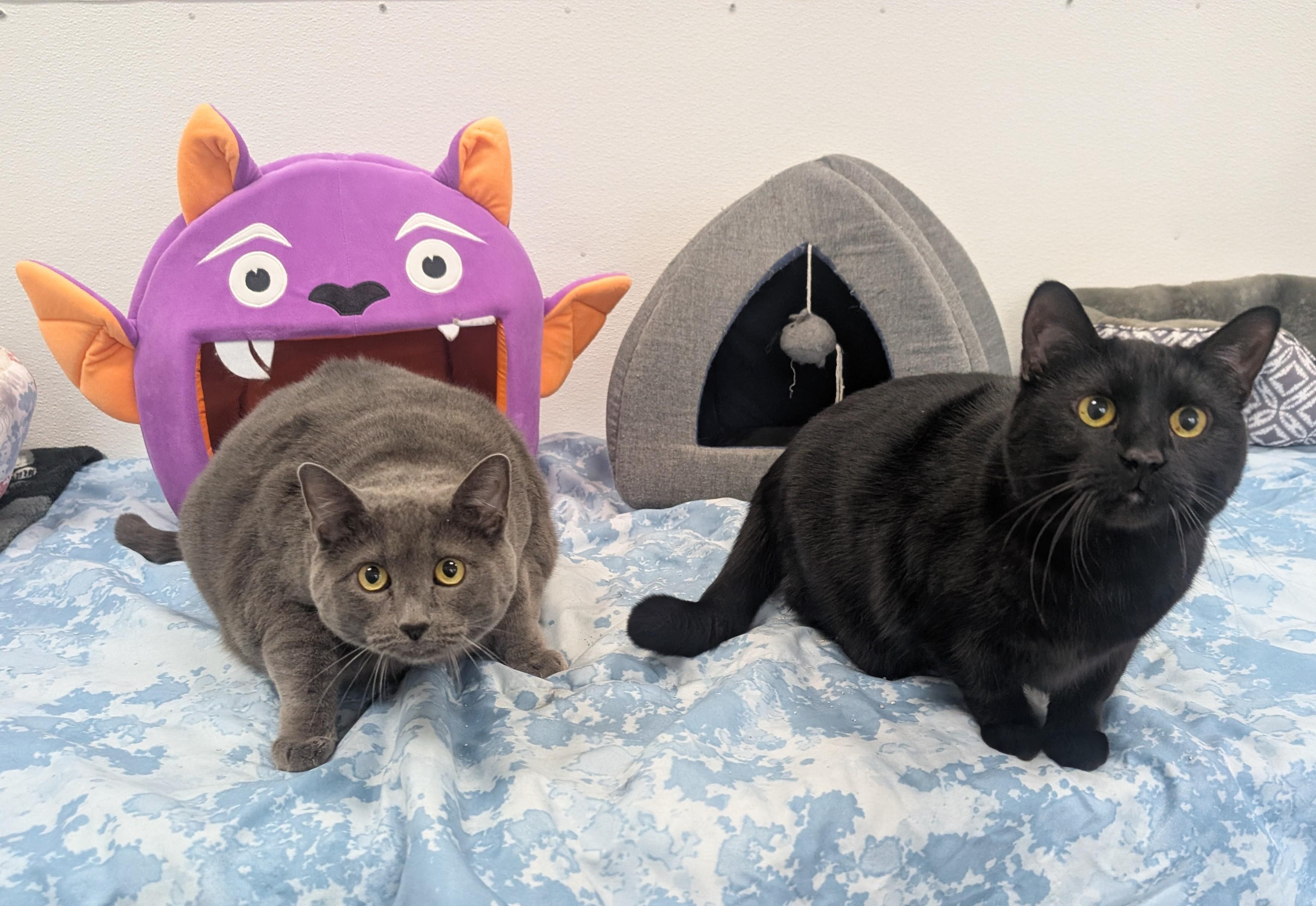 Maddie, an adoptable Domestic Short Hair in New Ulm, MN image 4/6