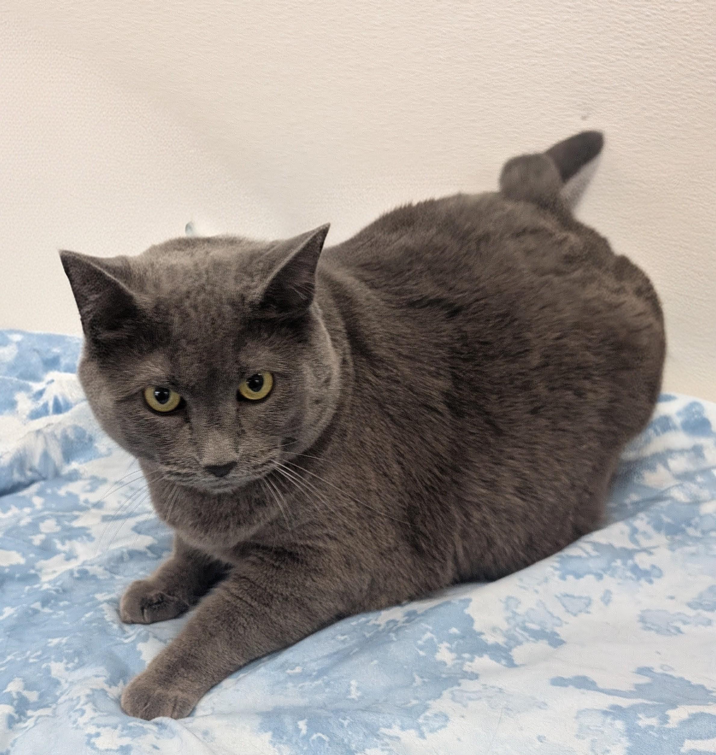 Maddie, adoptable, Senior Female Domestic Short Hair.