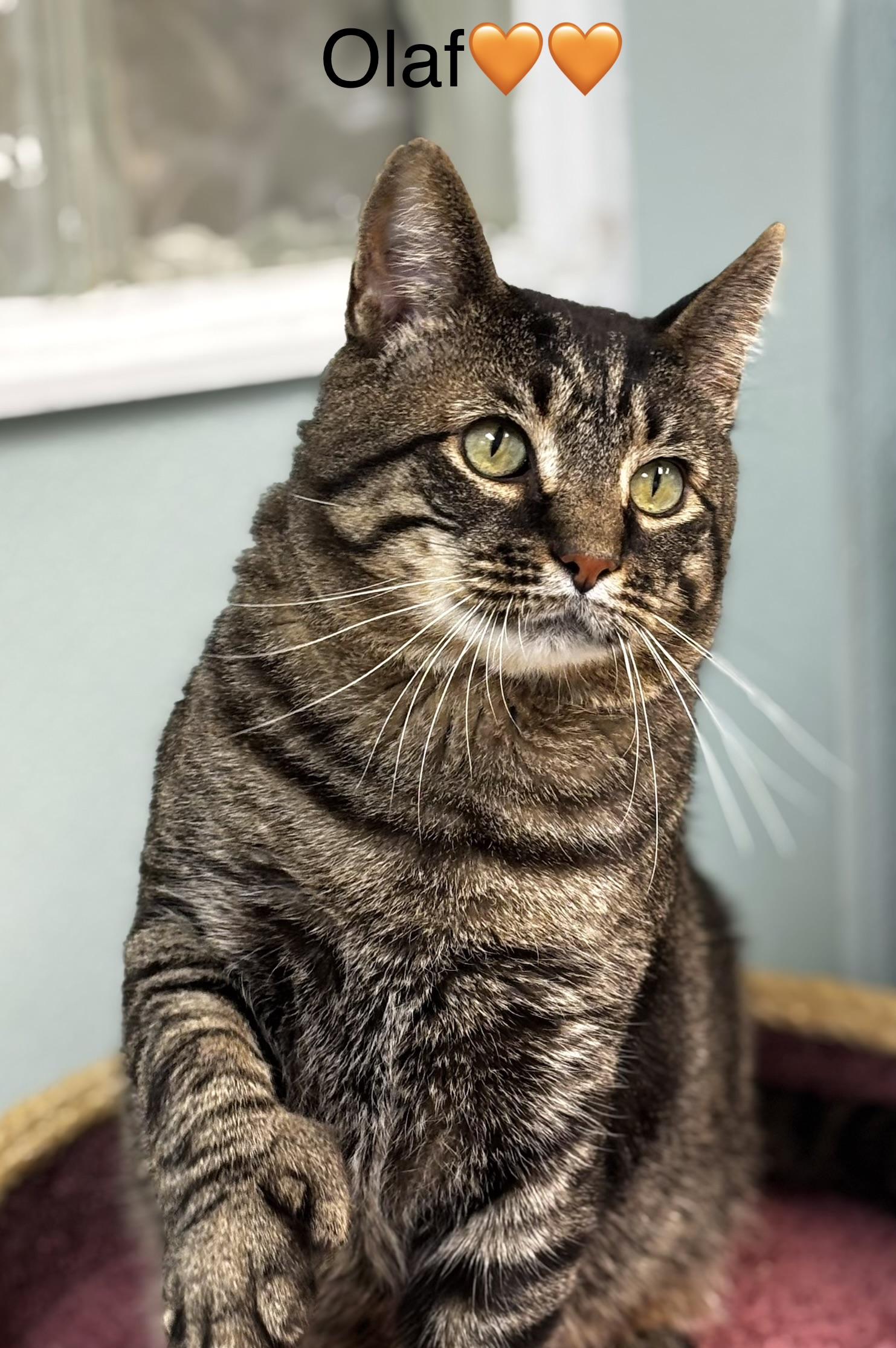 Olaf in Maine, a ADOPTABLE Domestic Short Hair in Cumberland, ME image 3/3