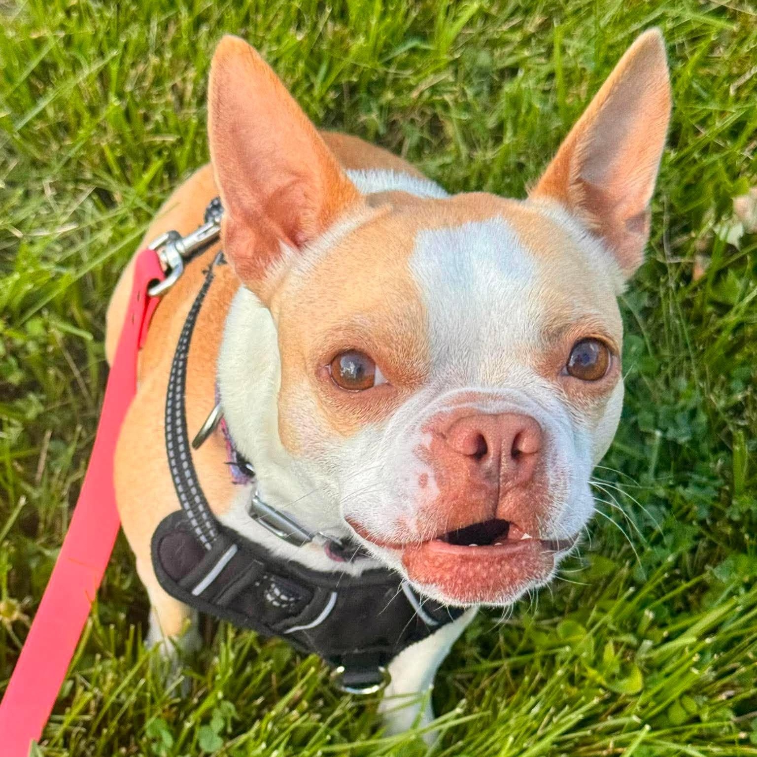 Sophie, a ADOPTABLE mixed breed in Churchville, NY image 2/5