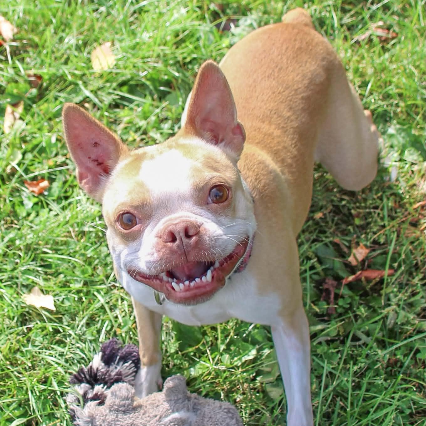 Enlarge Sophie, a Adoptable mixed breed in Webster, NY image 1/6
