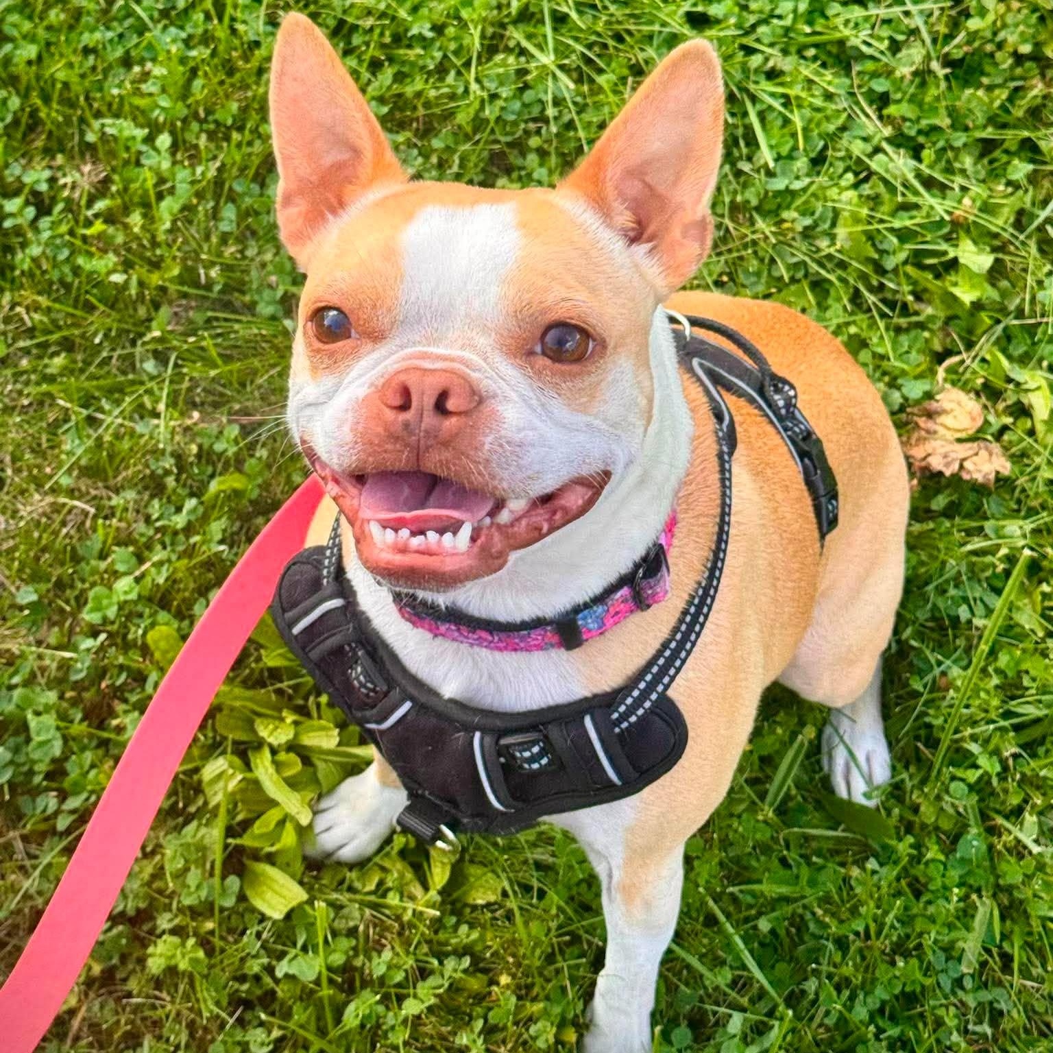 Sophie, a ADOPTABLE mixed breed in Churchville, NY image 3/5