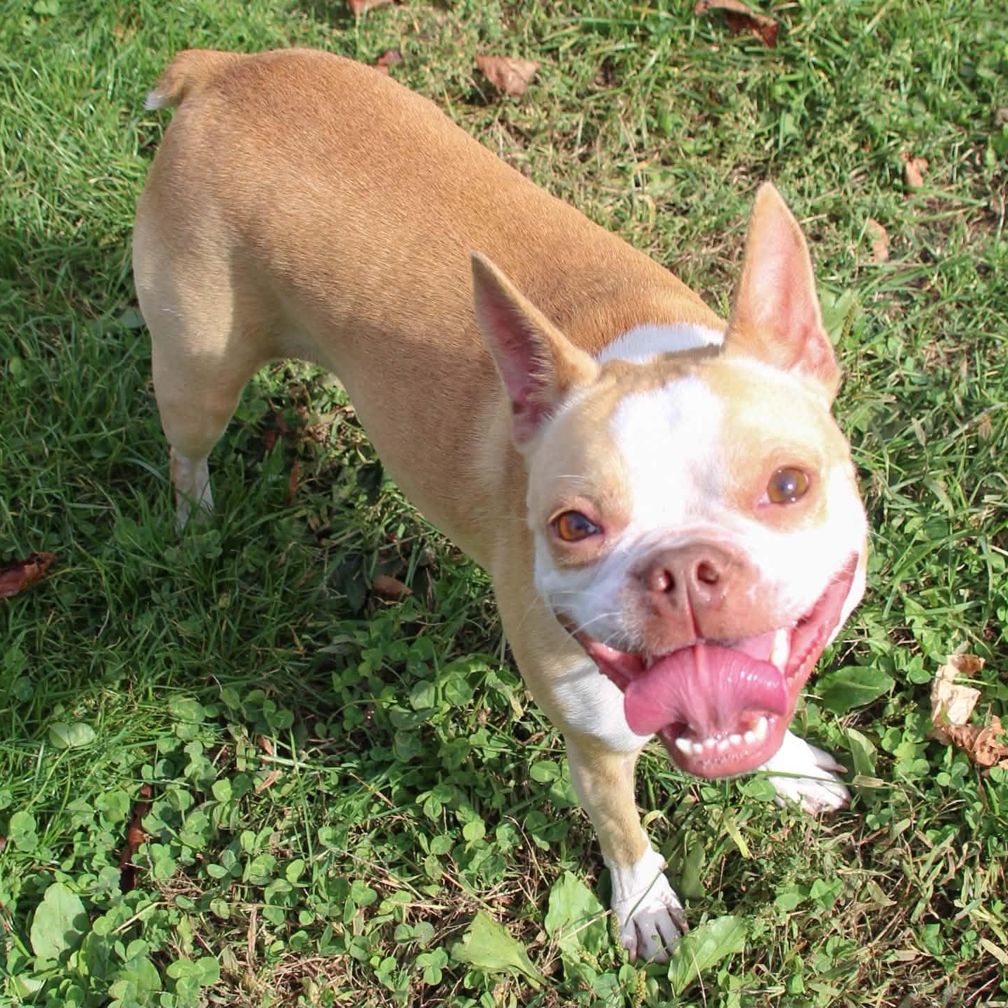 Enlarge Sophie, a Adoptable mixed breed in Webster, NY image 5/6
