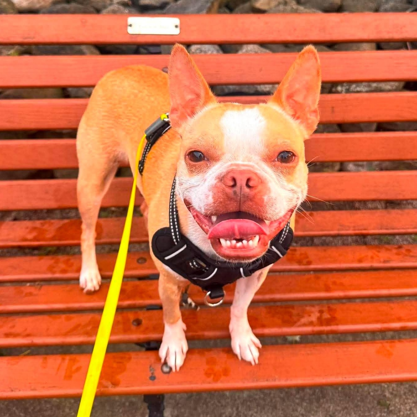 Sophie, ADOPTABLE, Adult Female French Bulldog & Boston Terrier.
