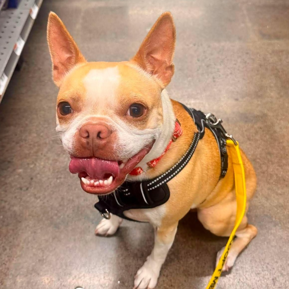 Sophie, a ADOPTABLE mixed breed in Churchville, NY image 4/5