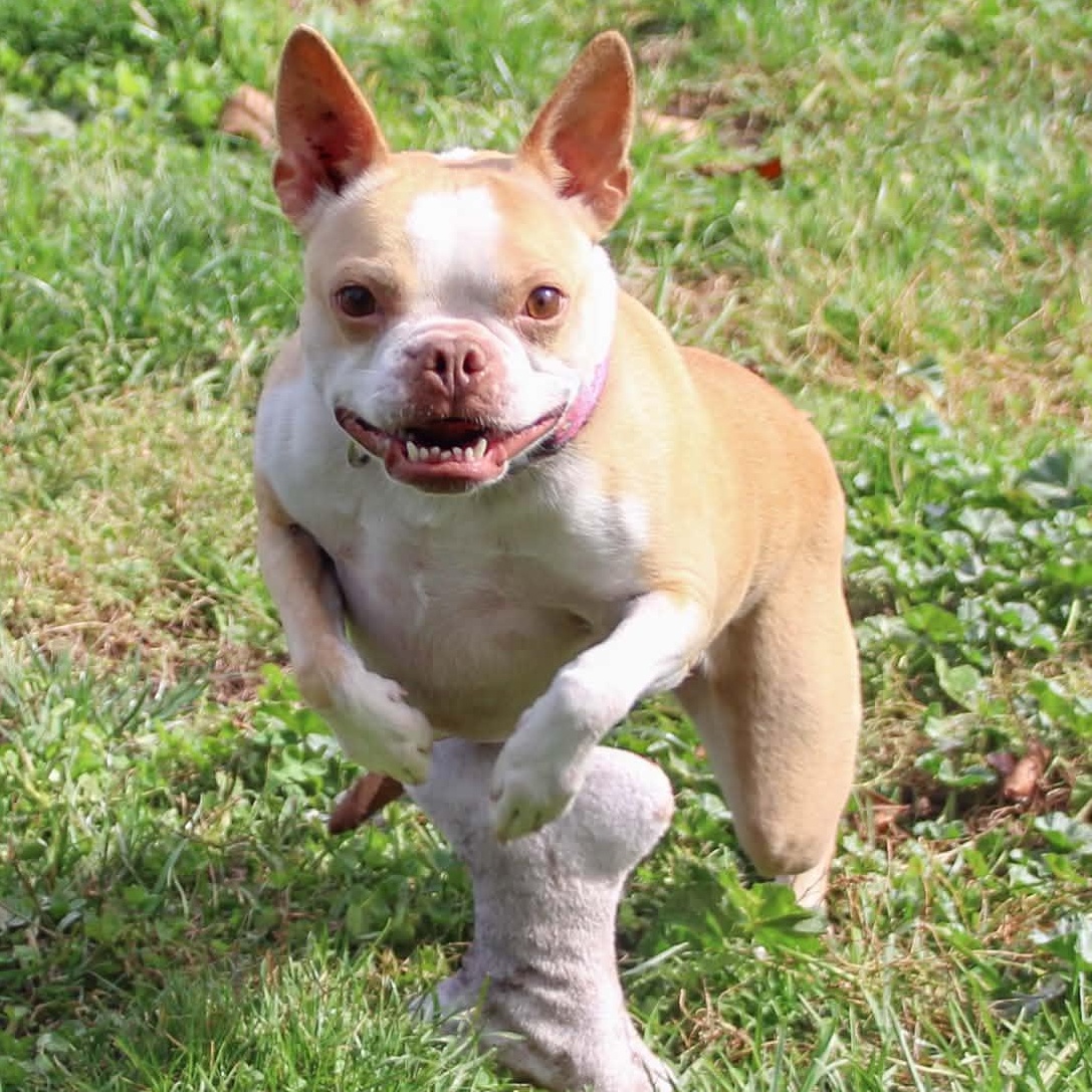 Enlarge Sophie, a Adoptable mixed breed in Webster, NY image 6/6