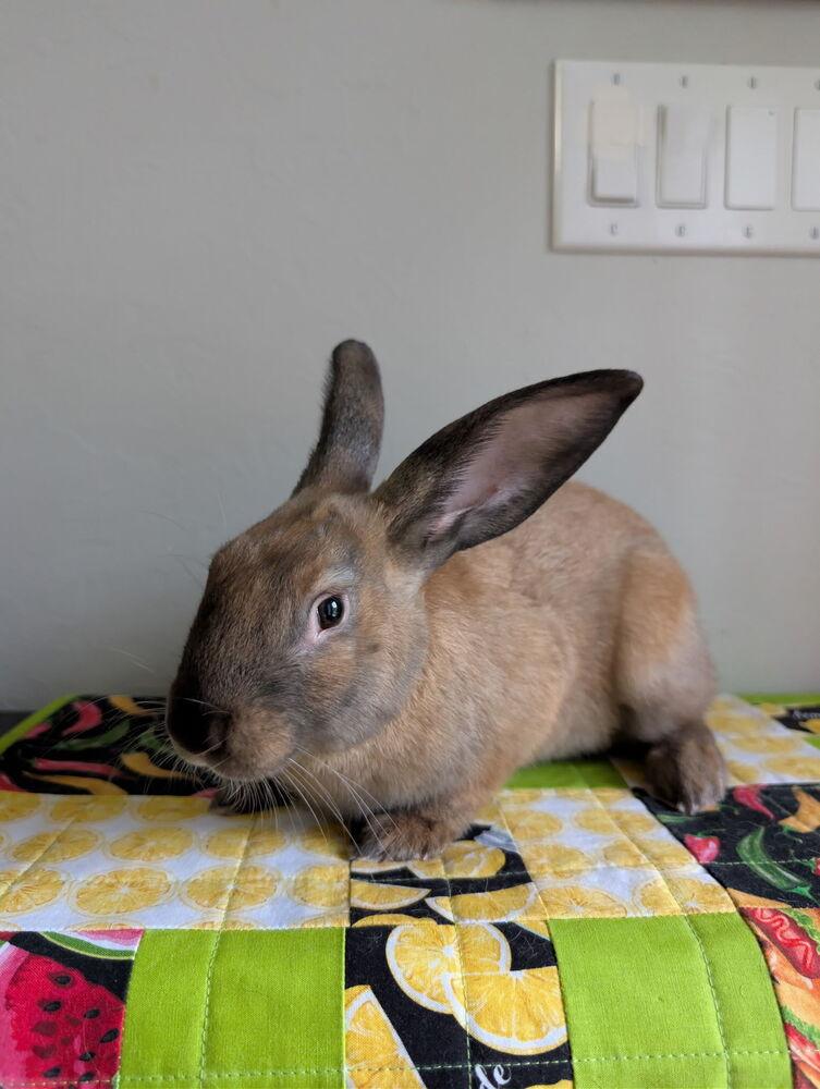 Enlarge Winston, a Adoptable mixed breed in Naples, FL image 2/5