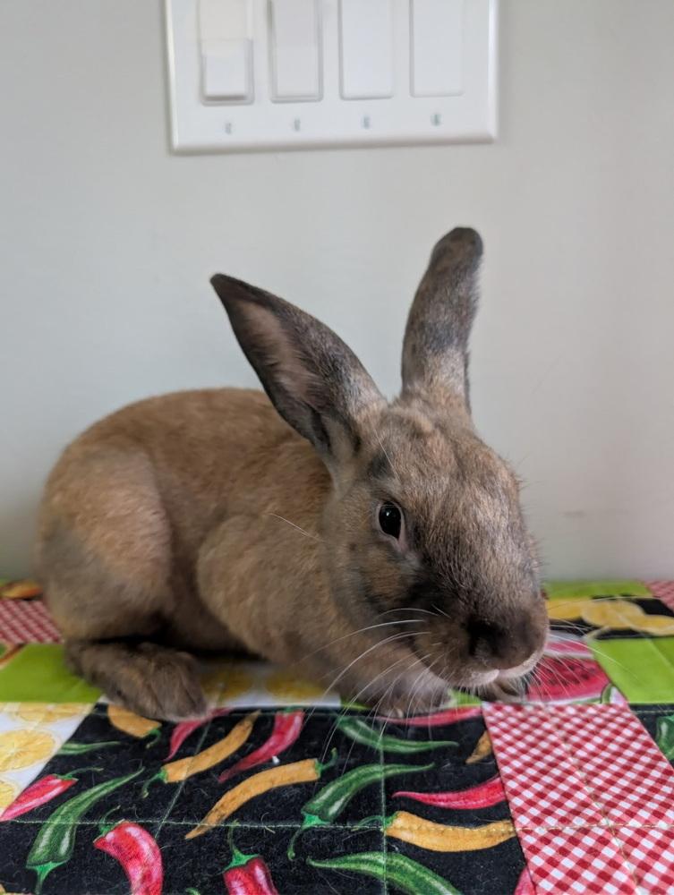 Enlarge Winston, a Adoptable mixed breed in Naples, FL image 3/5