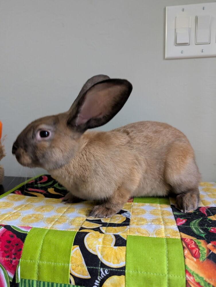 Enlarge Winston, a Adoptable mixed breed in Naples, FL image 4/5