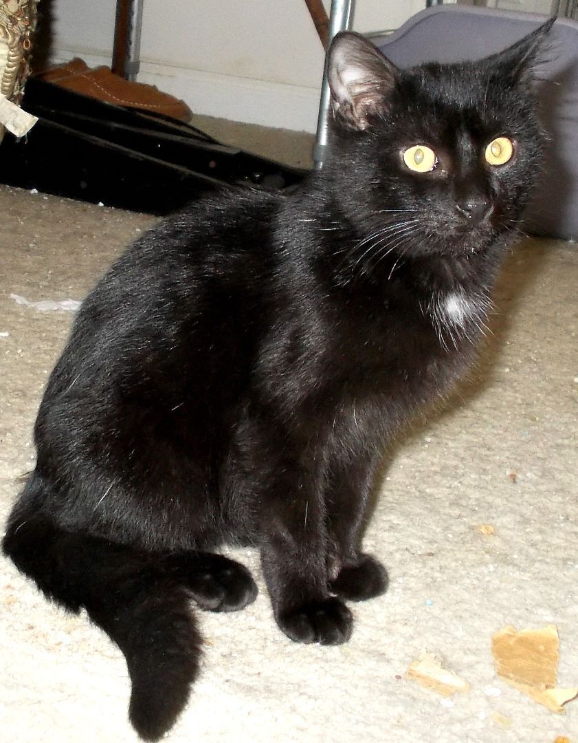 Gomez, a Adoptable Domestic Short Hair in Chattanooga, TN image 1/6