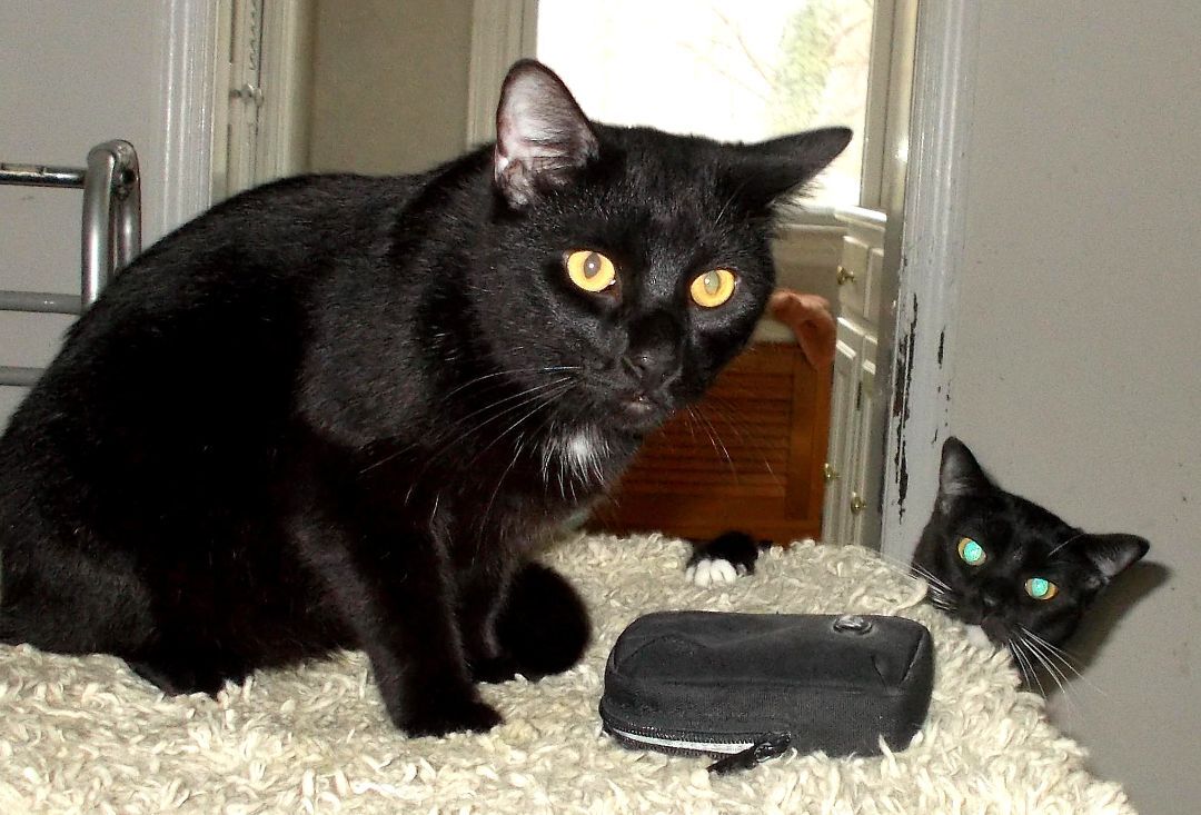 Gomez, a Adoptable Domestic Short Hair in Chattanooga, TN image 2/6