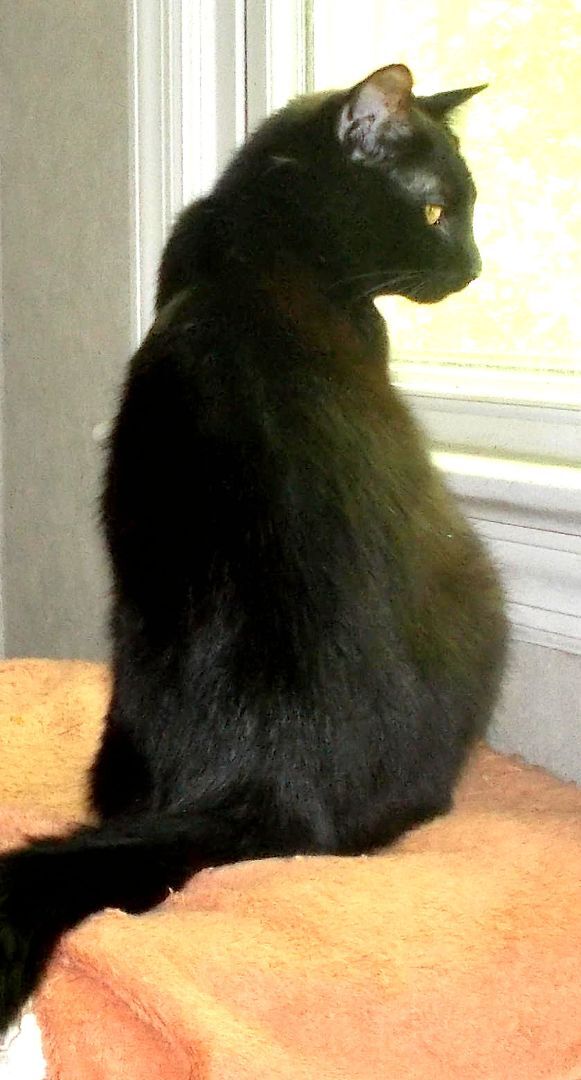 Gomez, a Adoptable Domestic Short Hair in Chattanooga, TN image 3/6