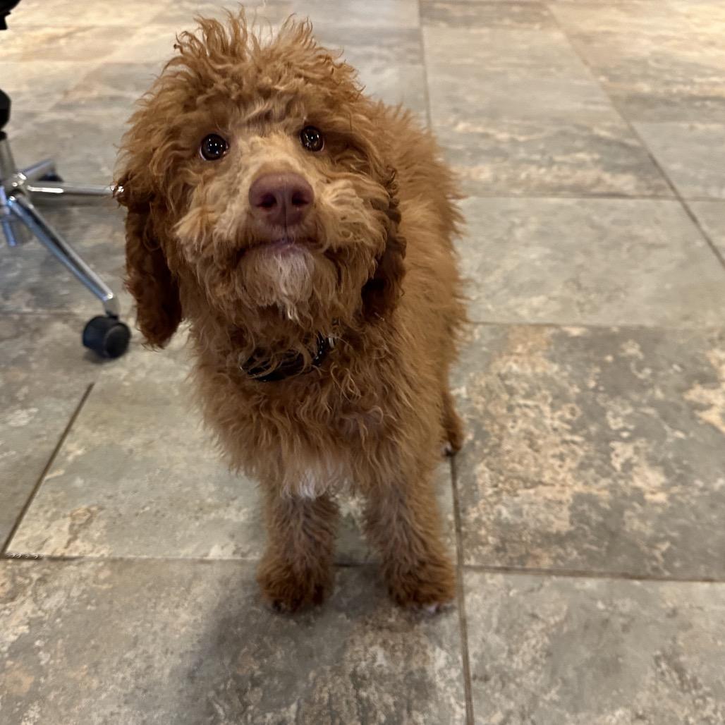 Enlarge Bruno, a Adoptable Standard Poodle in Park City, UT image 1/6