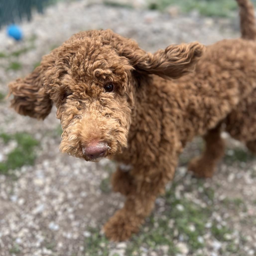 Enlarge Bruno, a Adoptable Standard Poodle in Park City, UT image 2/6