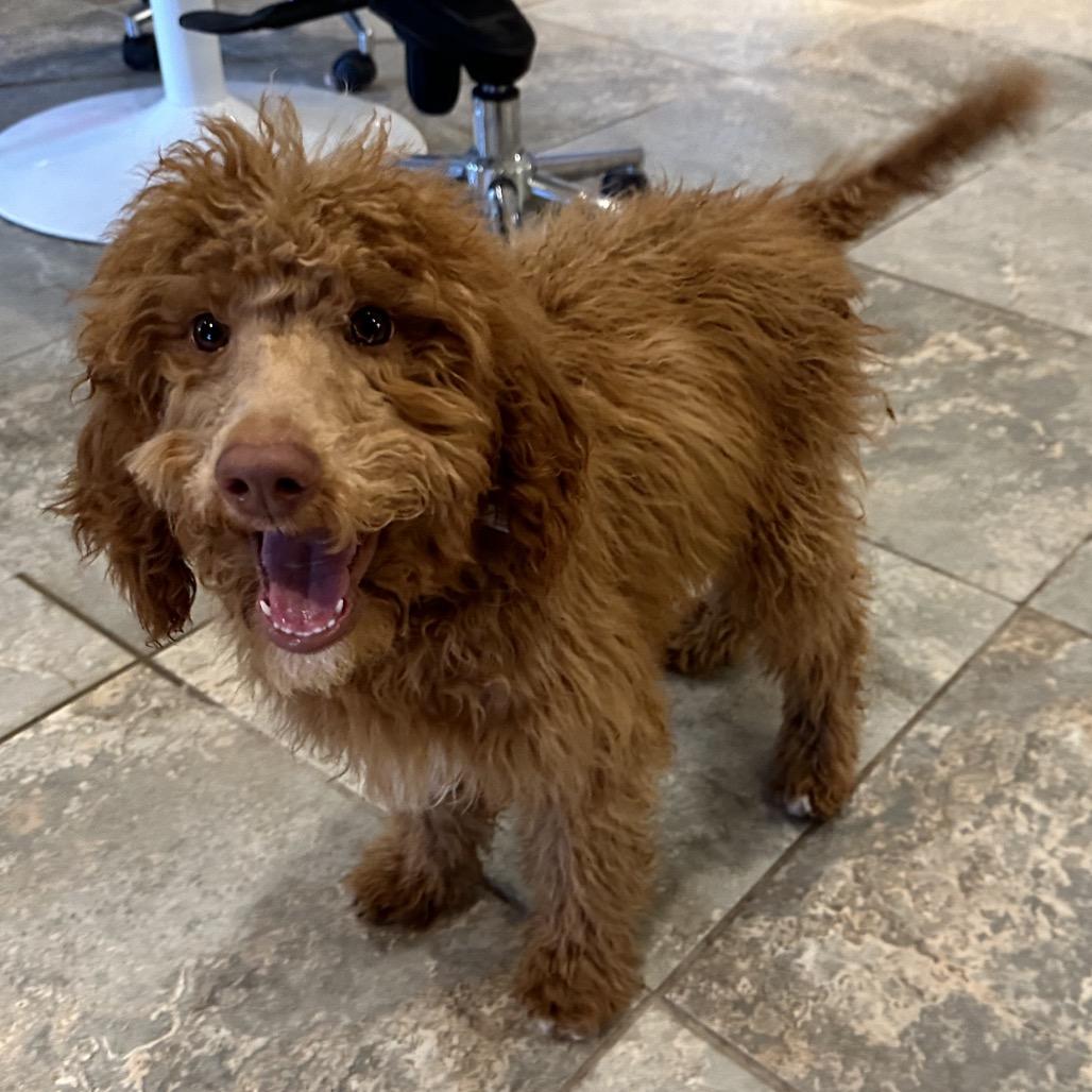 Enlarge Bruno, a Adoptable Standard Poodle in Park City, UT image 3/6