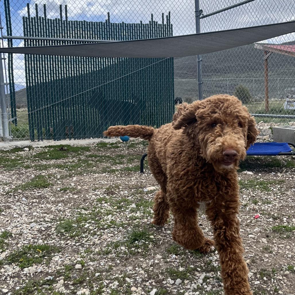 Enlarge Bruno, a Adoptable Standard Poodle in Park City, UT image 4/6