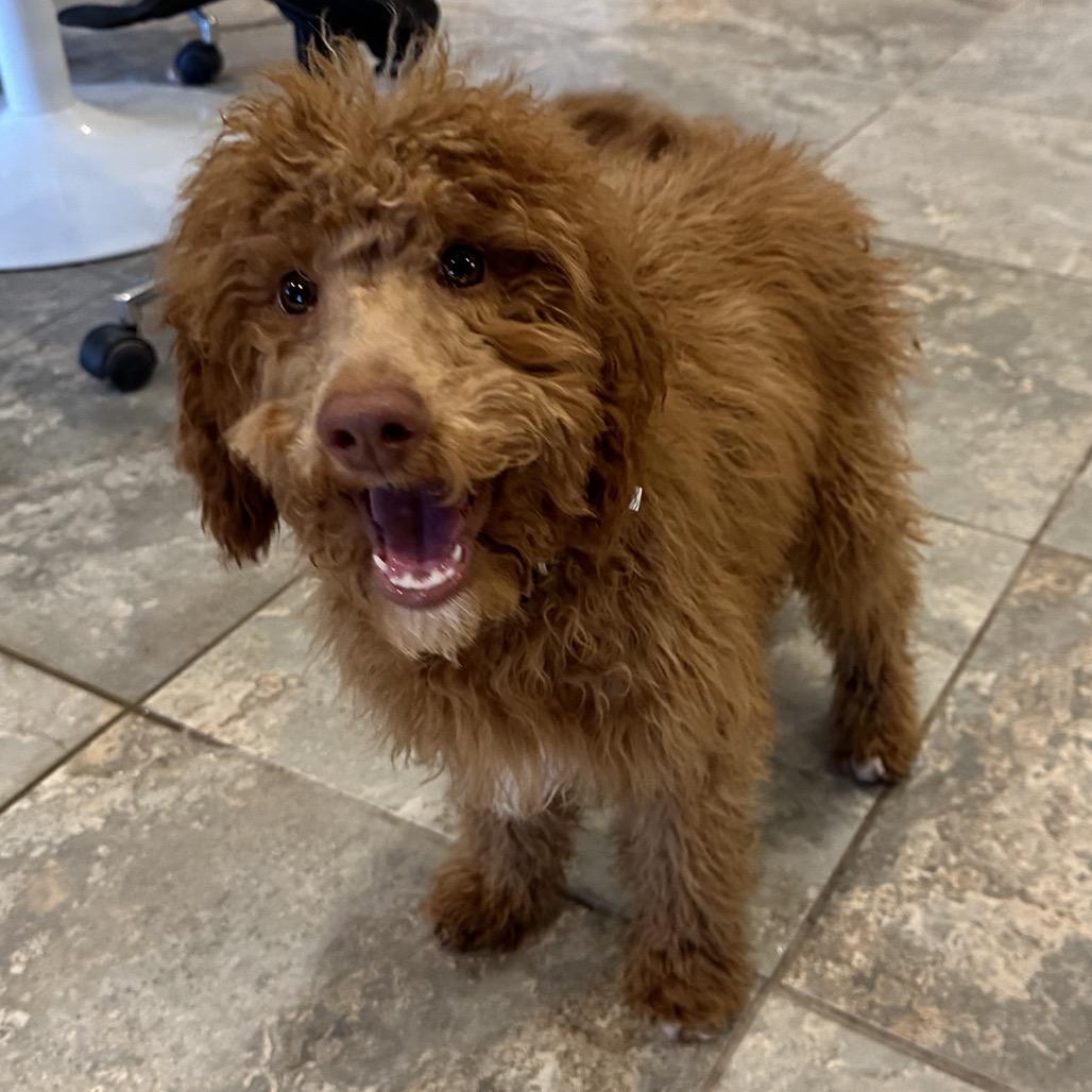 Enlarge Bruno, a Adoptable Standard Poodle in Park City, UT image 5/6