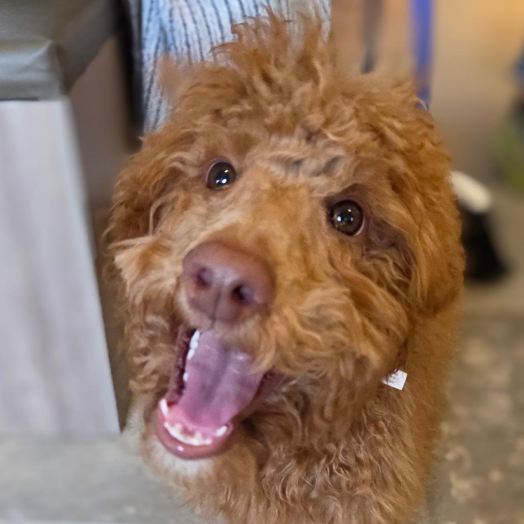 Enlarge Bruno, a Adoptable Standard Poodle in Park City, UT image 6/6