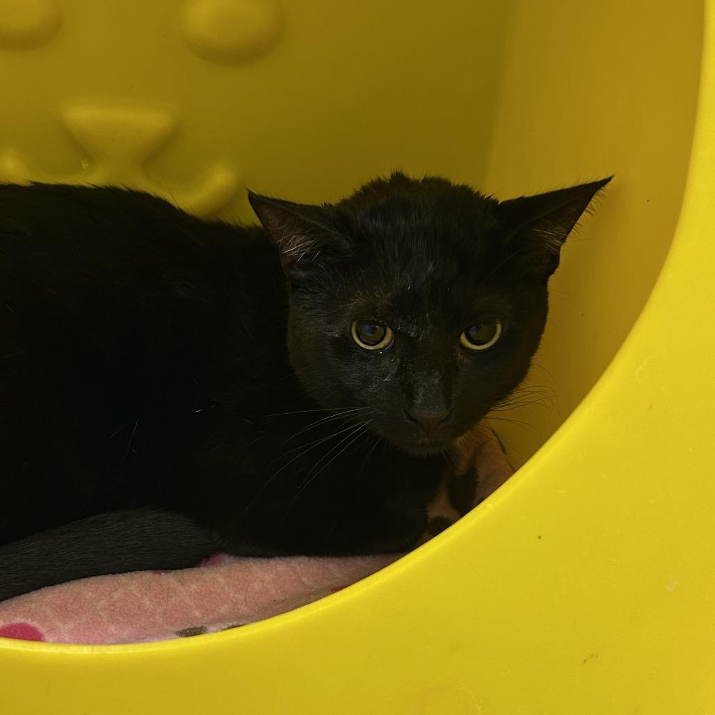 Logan, Adoptable, Adult Male Domestic Short Hair.