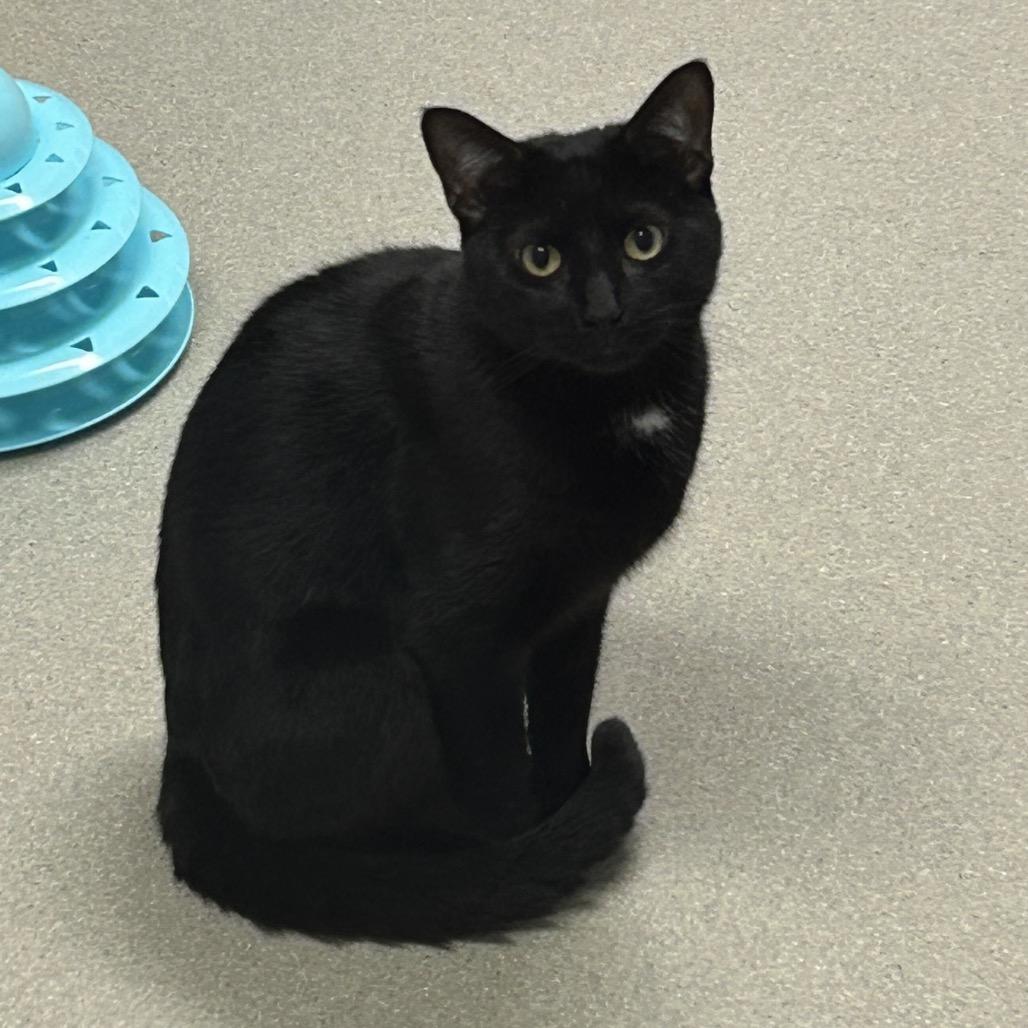Enlarge Logan, a Adoptable Domestic Short Hair in Oyster Bay, NY image 2/2
