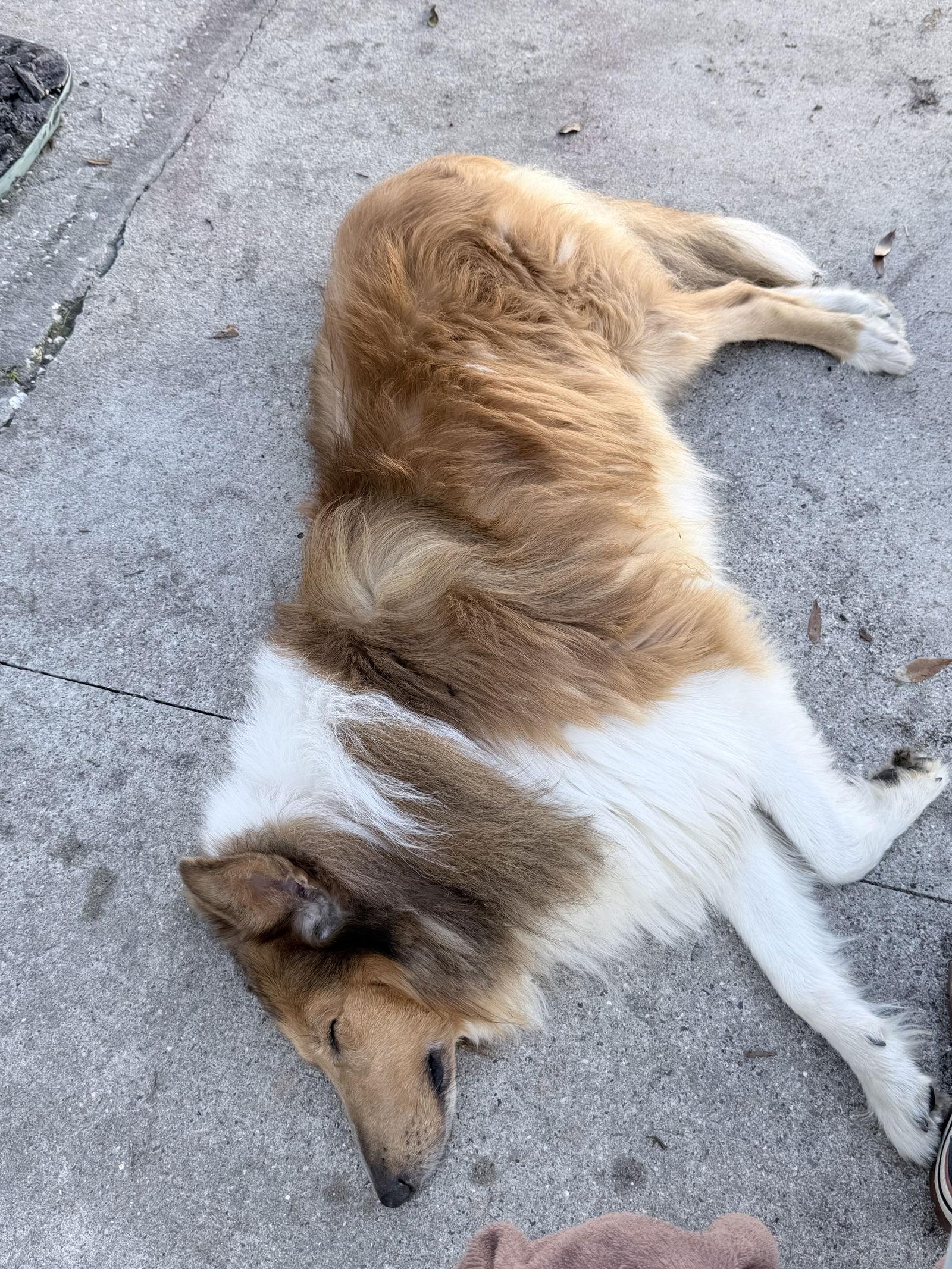 Lenny/Charlie, Adoptable, Adult Male Border Collie.