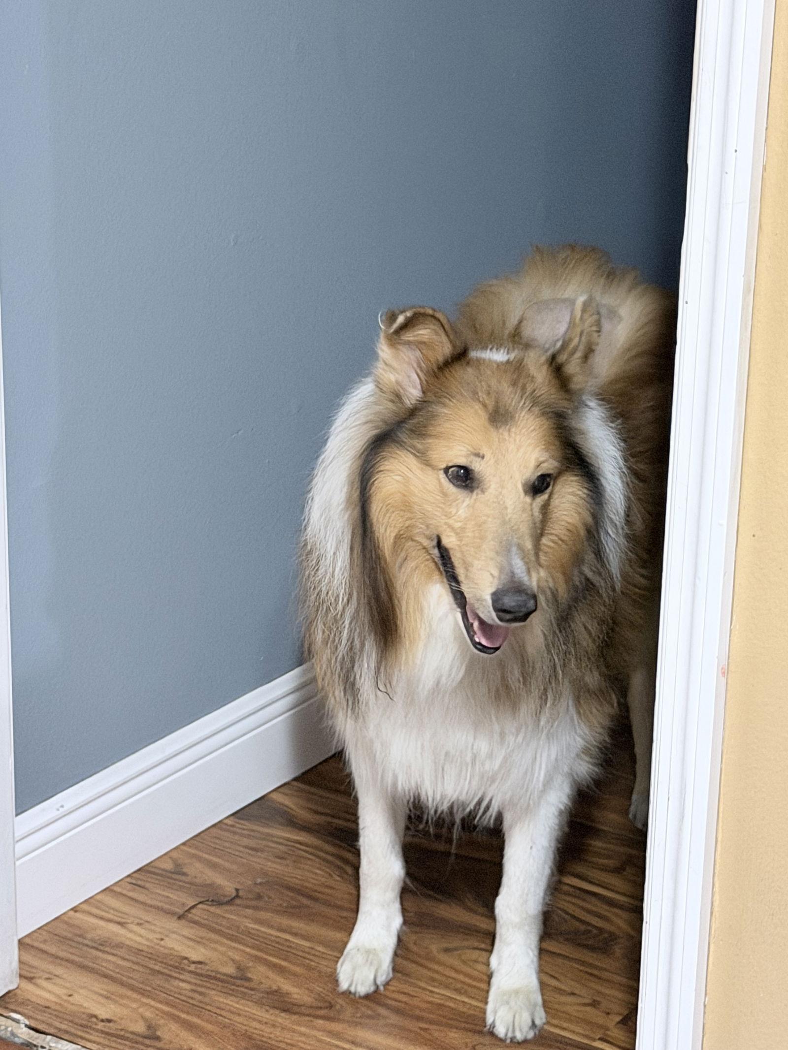Enlarge Lenny/Charlie, a Adoptable Border Collie in Valrico, FL image 1/3