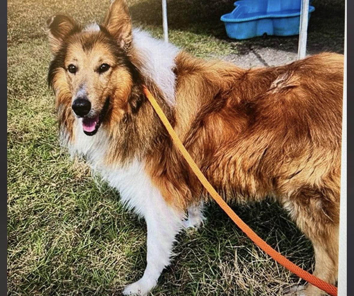 Enlarge Lenny/Charlie, a Adoptable Border Collie in Valrico, FL image 2/3