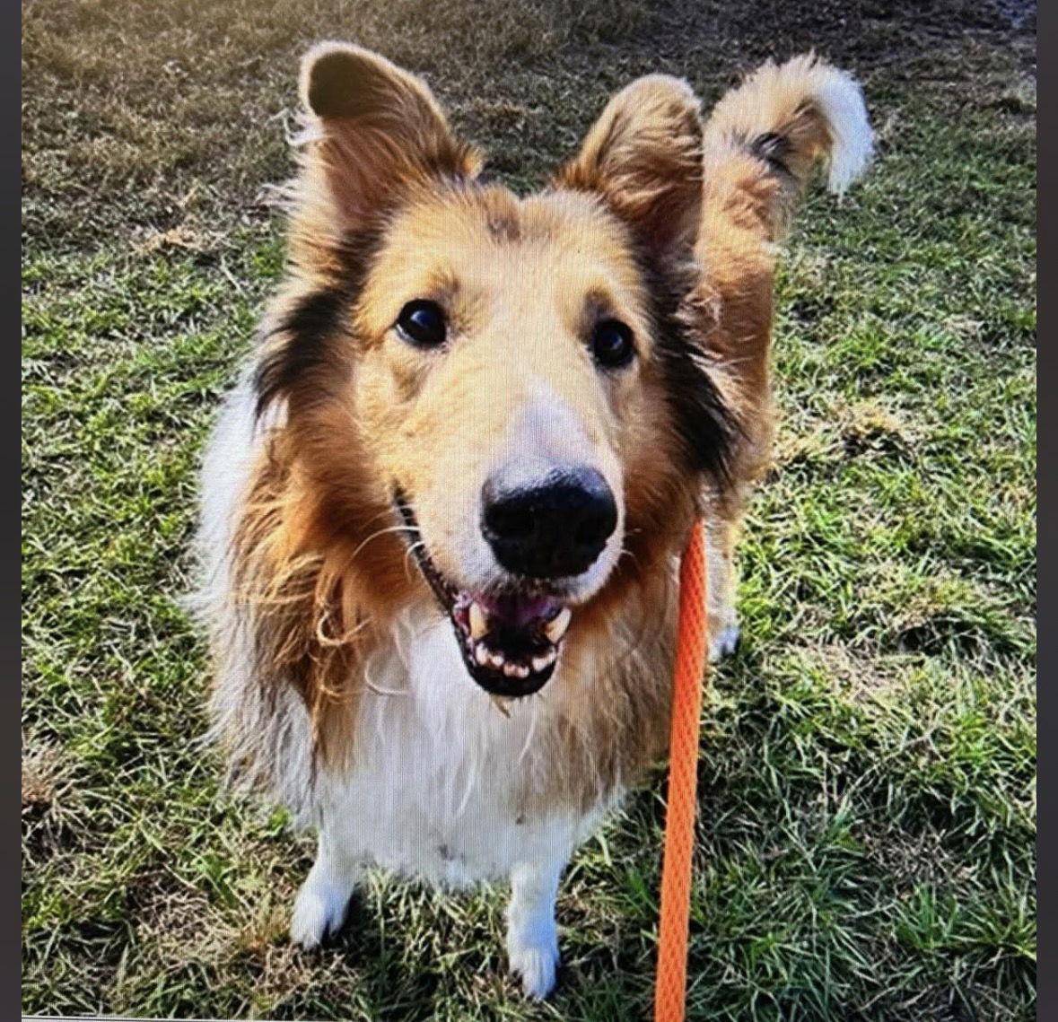 Enlarge Lenny/Charlie, a Adoptable Border Collie in Valrico, FL image 3/3