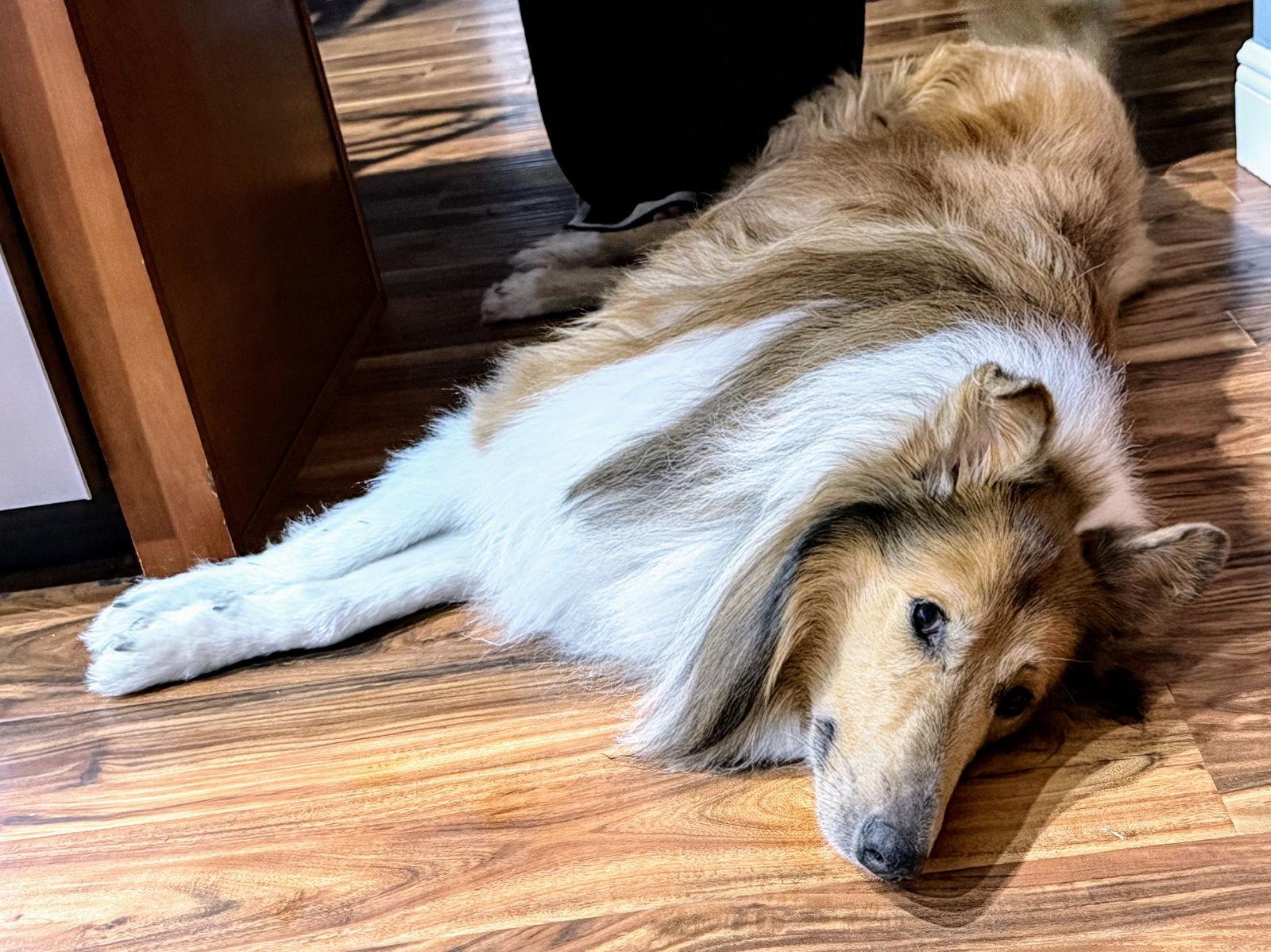 Enlarge Lenny/Charlie, a Adoptable Border Collie in Valrico, FL image 3/3