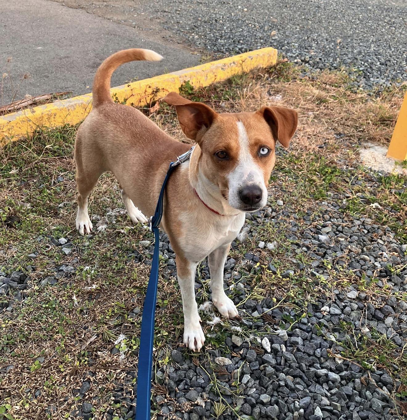 Enlarge Dory, a ADOPTABLE mixed breed in Carmel, NY image 5/5