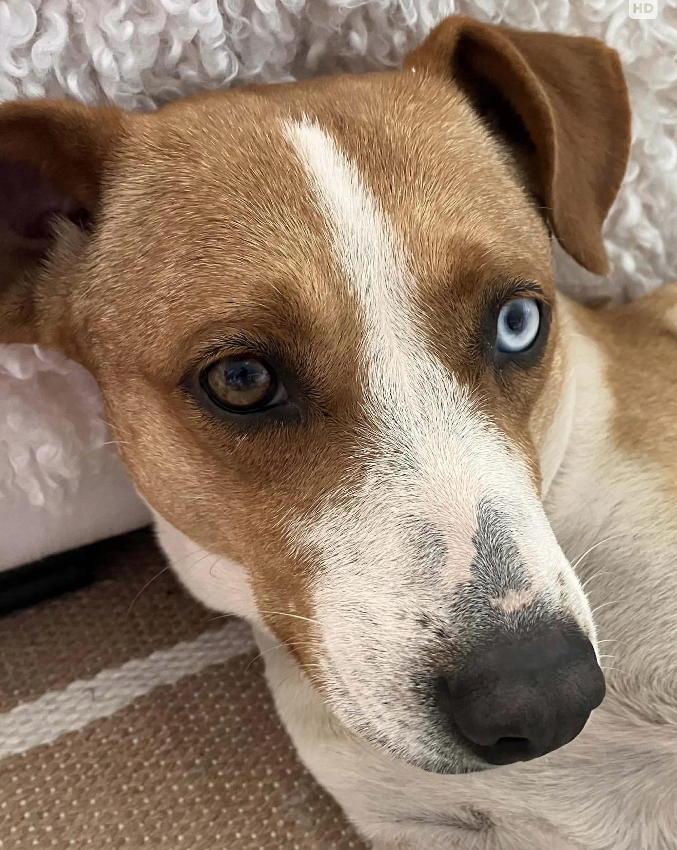 Enlarge Dory, a ADOPTABLE mixed breed in Carmel, NY image 2/5