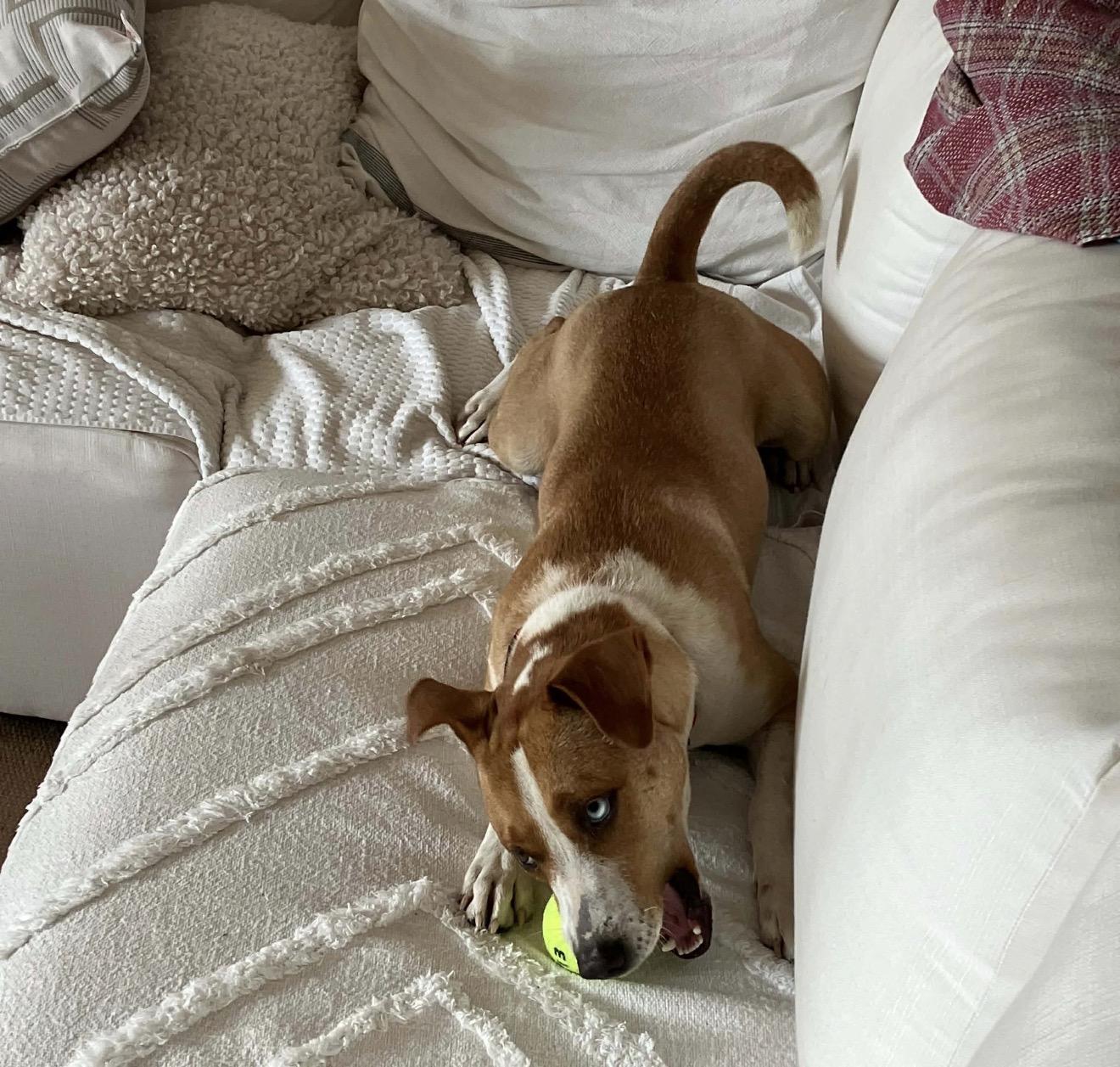 Enlarge Dory, a ADOPTABLE mixed breed in Carmel, NY image 4/5