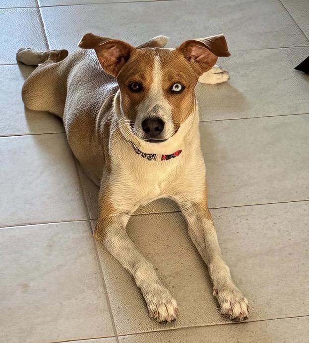 Enlarge Dory, a ADOPTABLE mixed breed in Carmel, NY image 1/5