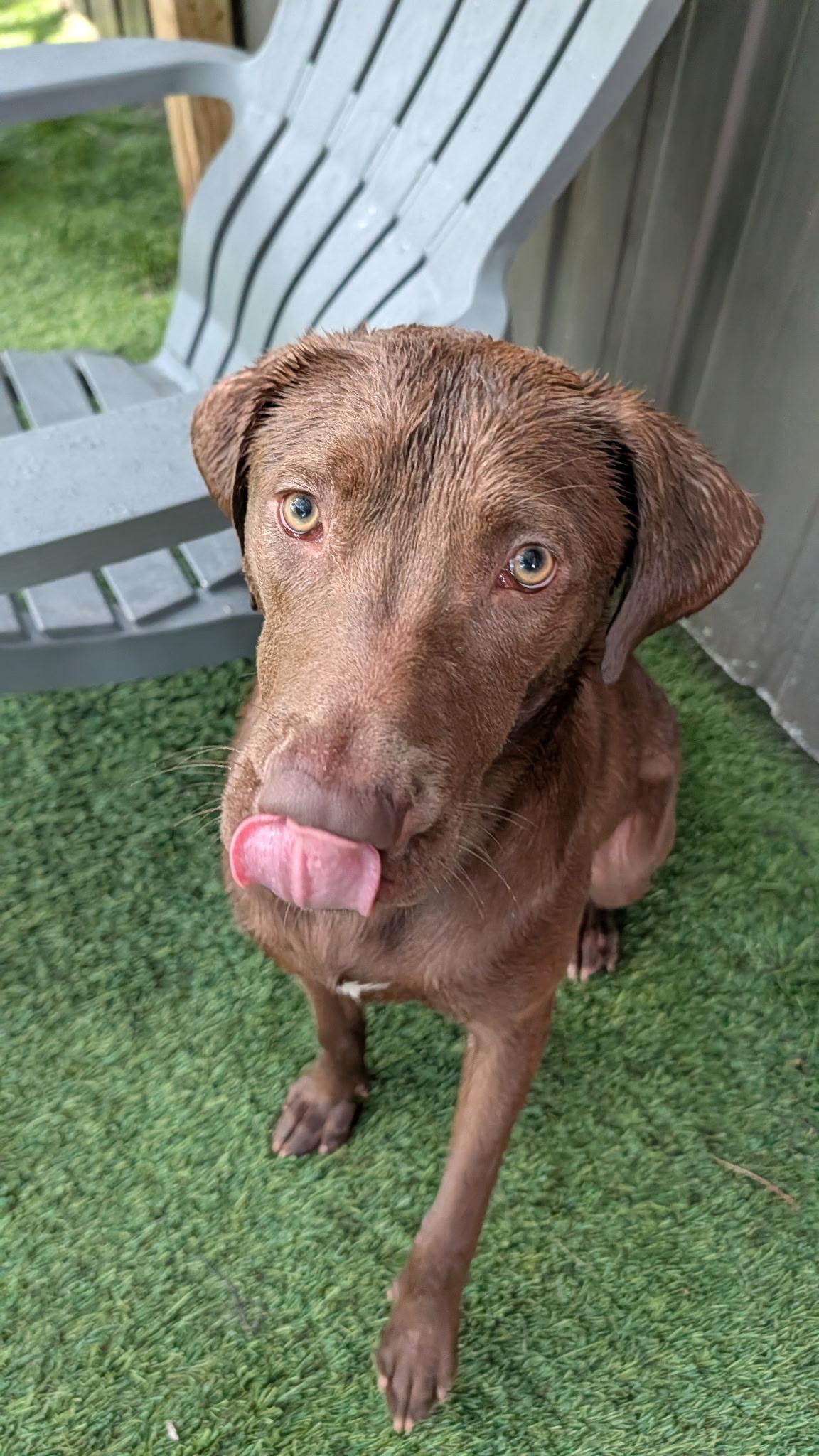 Felix, a ADOPTABLE mixed breed in Hollis, NH image 3/5