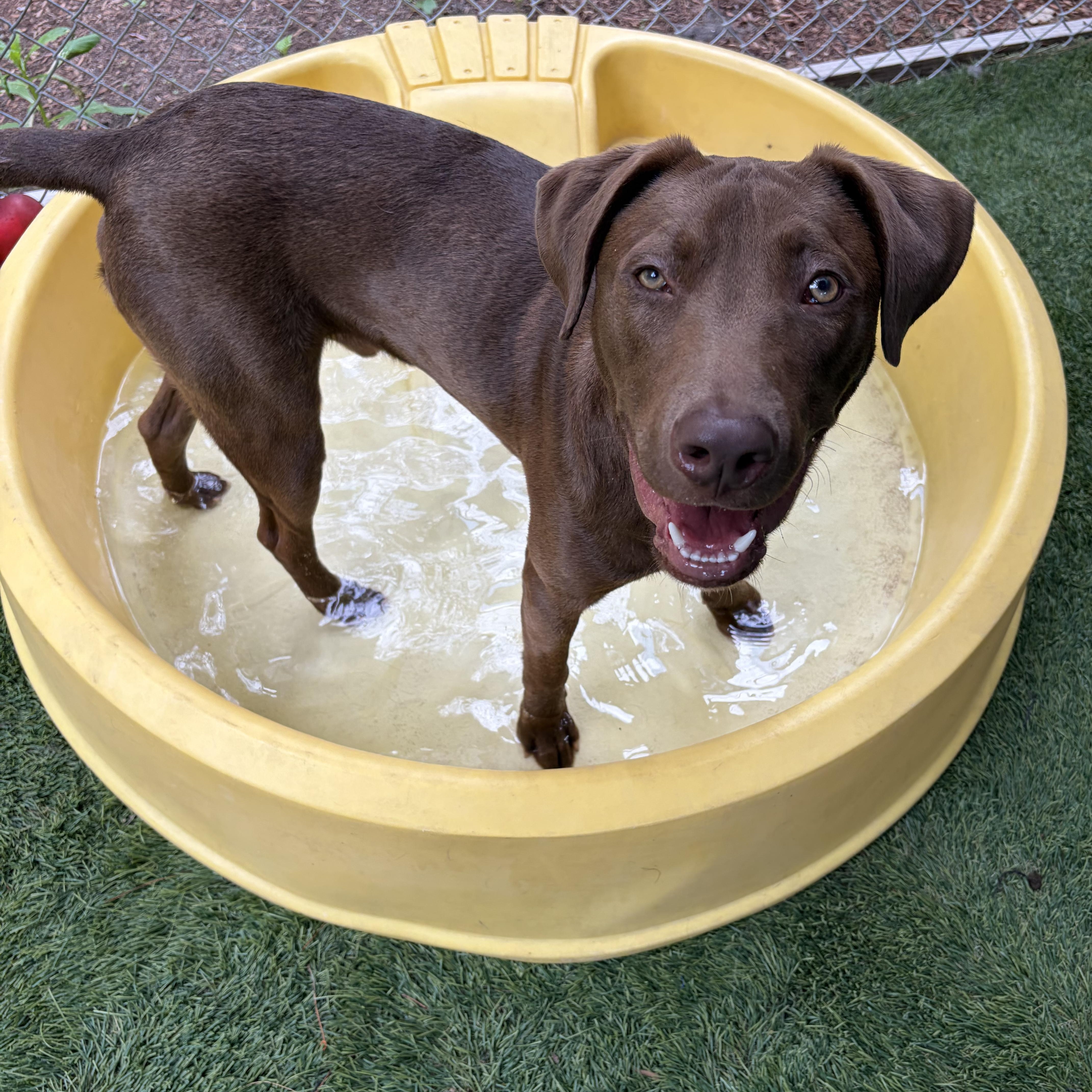 Felix, ADOPTABLE, Young Male Chocolate Labrador Retriever.