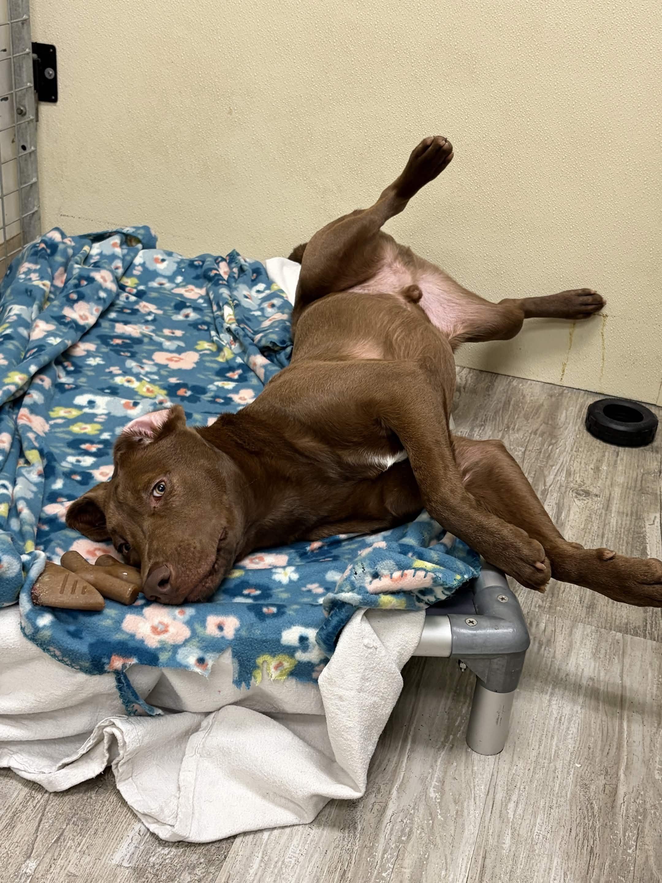 Enlarge Felix, a ADOPTABLE mixed breed in Hollis, NH image 6/6