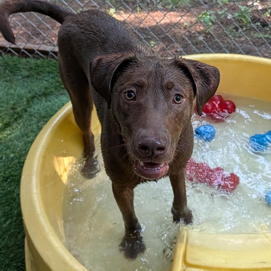 Felix, ADOPTABLE, Young Male Chocolate Labrador Retriever.